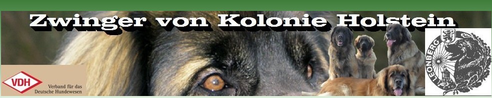 Austellungsergebnisse -  Apollo von Kolonie Holstein, Deutscher Champion Club